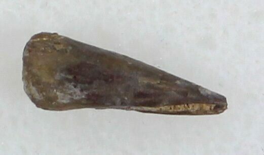 Permian Amphibian (Trimerorhachis) Claw - Oklahoma #33609